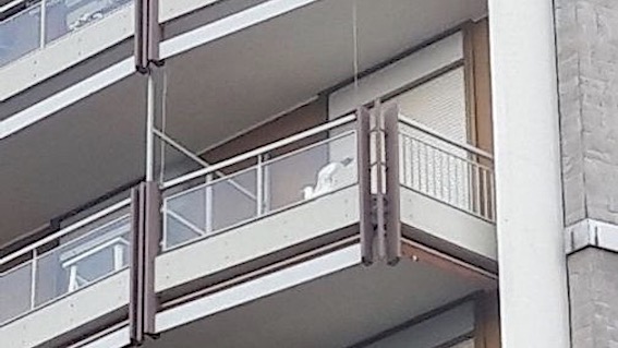 Arona, gabbiano recuperato dai vigili del fuoco al sesto piano di un palazzo