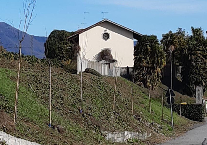  Lesa: lungo via Diana trovano casa 10 alberi