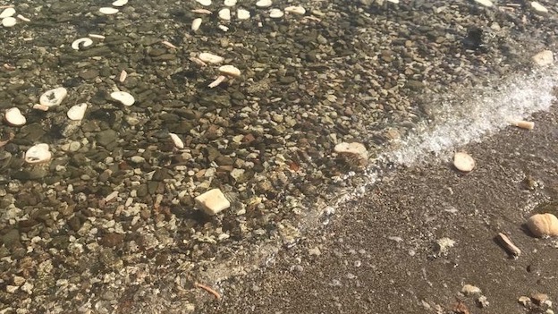 Arona, pane nel lago per cigni ed anatre. Legambiente: "Dannoso per la loro salute"