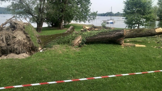 Arona, caduti pioppi in corso Europa
