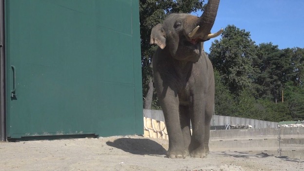 Pombia, arrivato elefante asiatico maschio nell'ambito di programma di salvaguardia