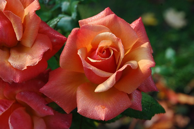 Borgo Ticino, Antica Casa Balsari: incontro "Alla scoperta delle rose"