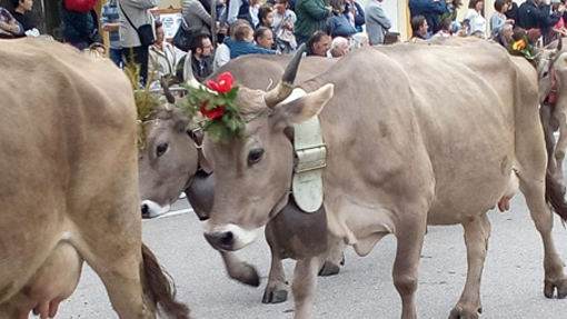 Nebbiuno, il 29 ottobre torna la Sagra della Transumanza