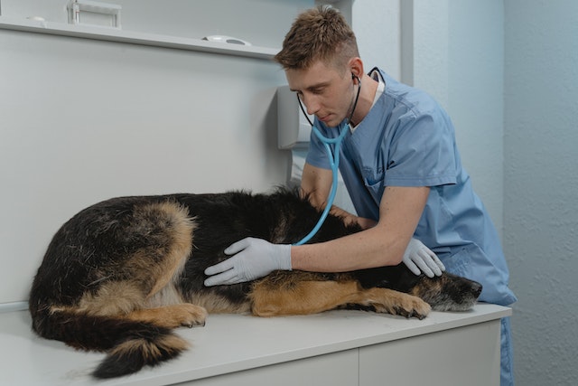 Arona, s'inaugura l'Ambulatorio Veterinario Sociale 