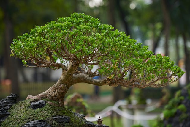 Lesa, a maggio una mostra di bonsai