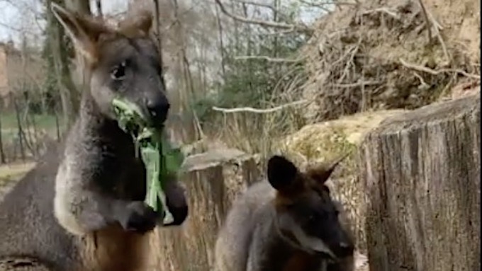 Divignano-Agrate Conturbia: ancora nessuna notizia del wallaby fuggito
