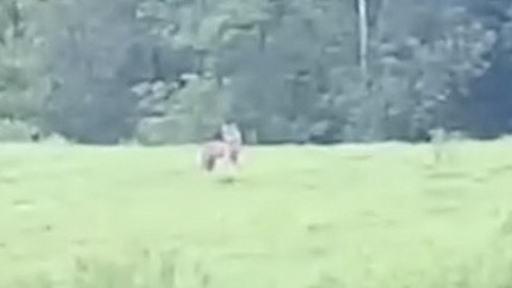 Un lupo segnalato all'Alpe Baraggia 