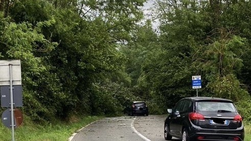 Pianta caduta sulla provinciale fra Agrate Conturbia e Comignago