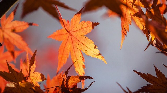Agrate Conturbia: "Autunno in festa"