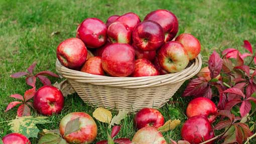 Bolzano Novarese, domenica la "Sagra della mela benefica"
