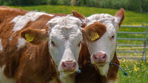 Armeno, domenica l'edizione 2019 della Fiera zootecnica