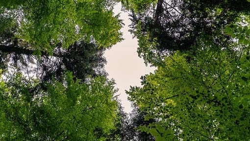 Domenica appuntamento con "Romagnano si tinge di verde"