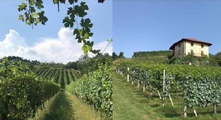 Passeggiata fra i vigneti con i giovani del Fai