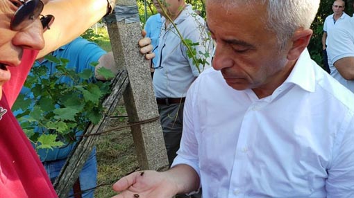 Colline Novaresi: l'assessore regionale Protopapa alla giornata sulla difesa integrata nei vigneti