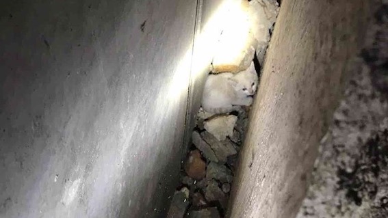 Micio cade in un'intercapedine profonda 8 metri: salvato dai vigili del fuoco. Foto