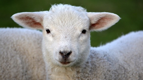 Dal Rifugio Miletta un appello per non consumare agnello