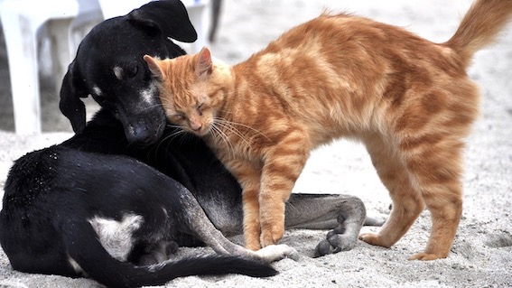 "Il Natale è per tutti": torna l'iniziativa benefica per cani e gatti in difficoltà