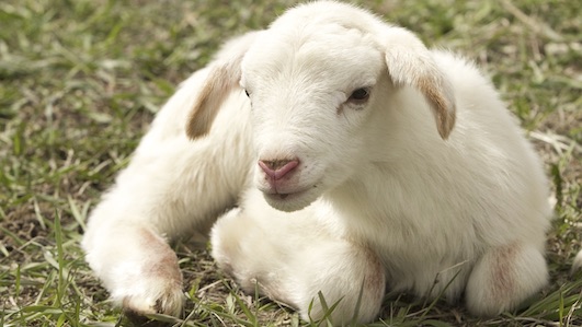 Animalisti plaudono alla decisione del sindaco di Orta di vietare l'offerta di un agnello