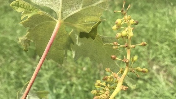 Grandinata a Suno, per Coldiretti danni ad oltre l'80% dei vigneti e raccolti