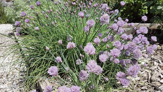 Miasino, il 12 giugno riapre il Giardino dei Semplici