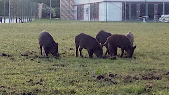 San Maurizio d'Opaglio: incursione di cinghiali al campo sportivo