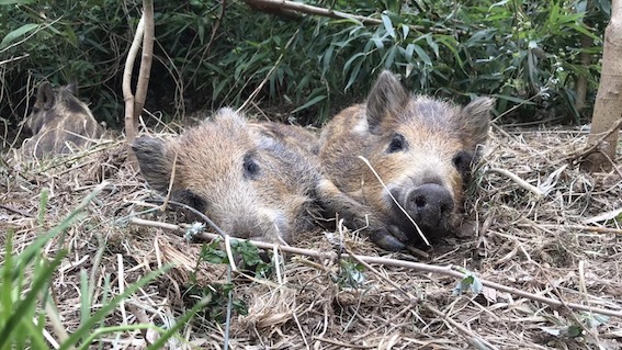 I piccoli cinghiali orfani di Grignasco saranno trasferiti al Rifugio Miletta