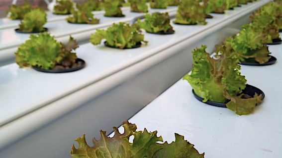 Progetto Im.Patto di Nova Coop: supporto alla prima eco-startup del macro progetto Growing Up del Liceo Don Bosco