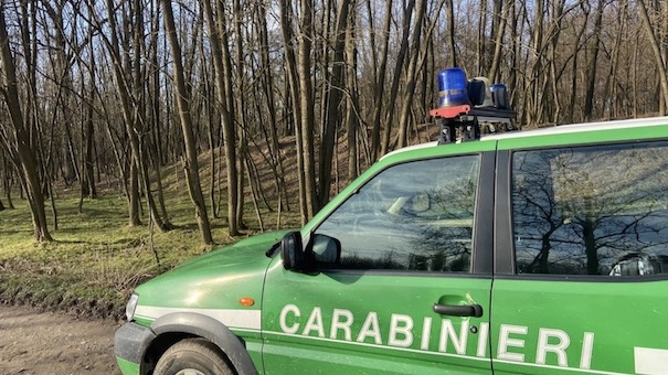 Gozzano, taglio boschivo illegale: sequestrate oltre 100 tonnellate di legna