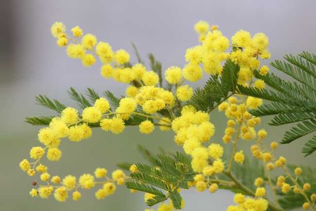 Borgomanero: gli appuntamenti online di marzo dell'Associazione Mimosa