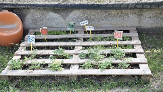 Borgomanero, “Un orto da scoprire, un orto da creare”: il progetto della Scuola dell’Infanzia di San Marco