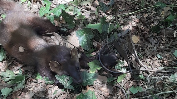  Rifugio Miletta, ringraziamento ai Carabinieri Forestali per le indagini sul bracconaggio a Briona