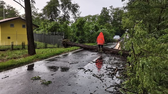 Borgomanero, piante cadute per il temporale. Foto