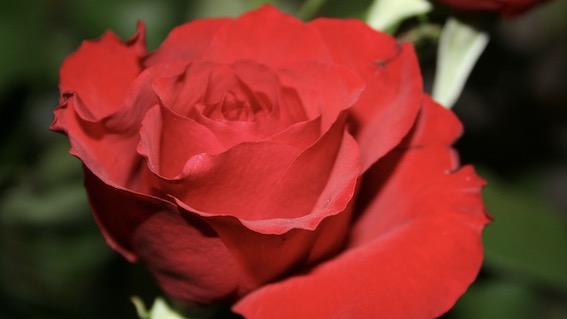 Ameno, per Santa Rita la benedizione delle rose