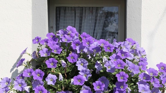 Sizzano, concorso "Giardini e balconi fioriti"