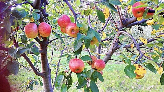 Soriso, la Sagra delle mele antiche