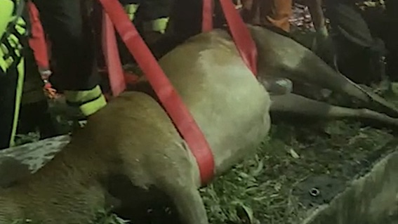Cervo caduto in un canale: salvato 