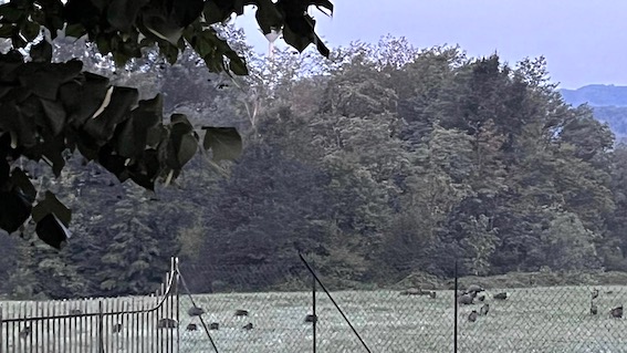 Cinghiali, Coldiretti: a Maggiora agricoltori disperati e preoccupati per la sicurezza
