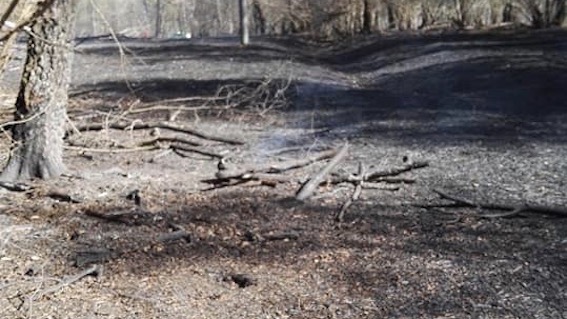 Fontaneto d'Agogna:  cavo elettrico caduto per il vento innesca un incendio