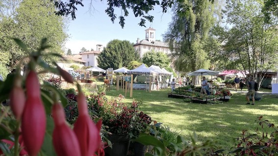 Miasino, grande successo per l'edizione 2022 di "Menta e Rosmarino". Foto
