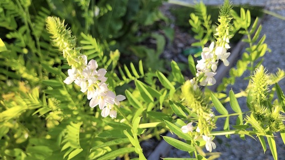 Miasino, riaperto al pubblico "Il Giardino dei Semplici"