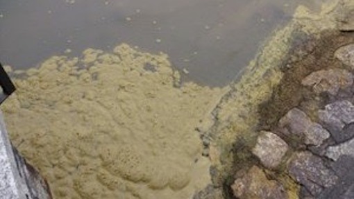 Orta San Giulio: alghe gialle sul lago. Sopralluogo di Arpa, nessuna tossina