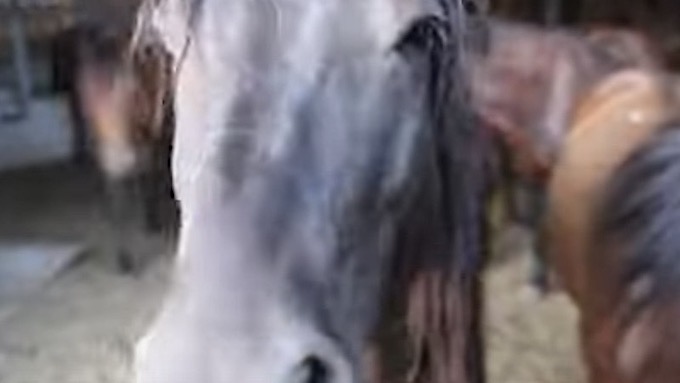 Operatori del Rifugio MIletta intervengono in allevamento del Medio Novarese: oltre 200 animali trovati in precarie condizioni