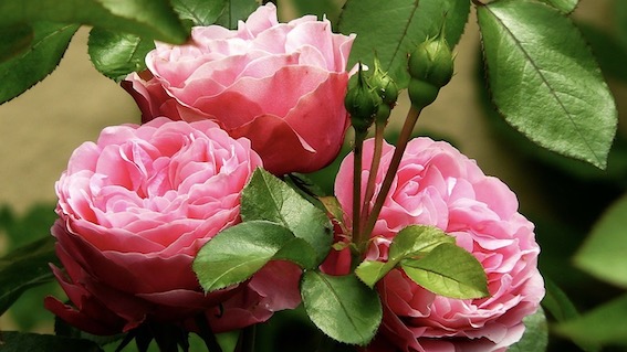 Ameno, domenica la benedizione delle rose per S. Rita