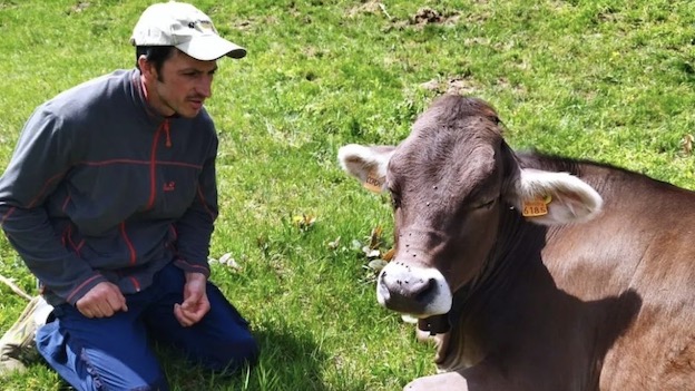 Ameno, allevatore costretto a vendere 10 mucche per restare nei costi