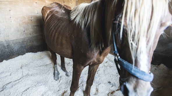 Rifugio Miletta: sequestrati gli animali dell'allevamento denunciato a luglio. Si cerca custodia