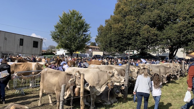 Armeno, il 9 ottobre torna la Fiera Zootecnica