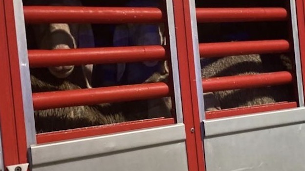 Carico di ovini trasportato irregolarmente sulla A26, sequestrato dalla polstrada