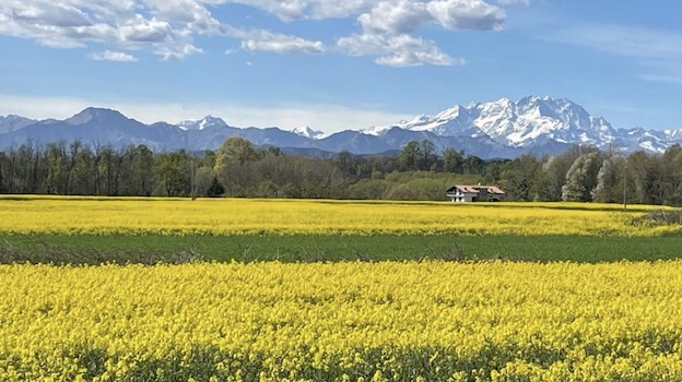Un “mare giallo” per la primavera a Bogogno