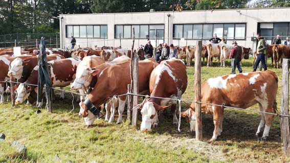 Marketing territoriale, contributo della Provincia per la Fiera zootecnica di Armeno