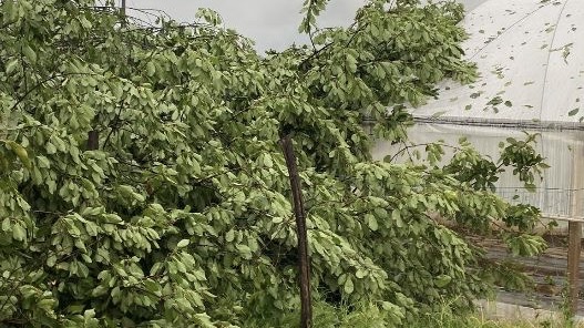 Maltempo, danni ad aziende agricole a Gattico Veruno
